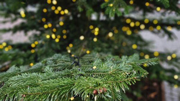 Kerk versieren voor Kerst